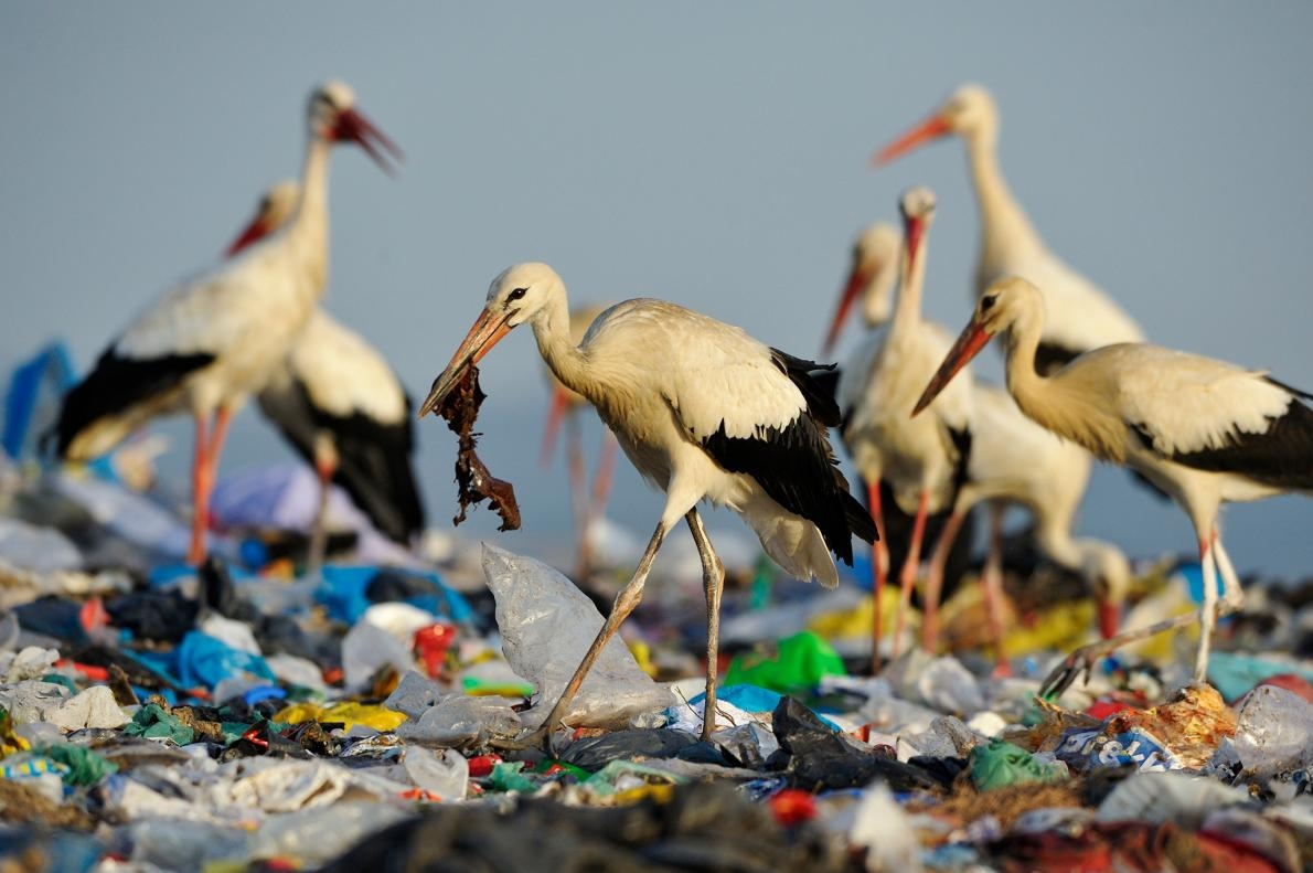 白鸛（white stork）在西班牙一處垃圾掩埋場覓食。這裡的垃圾量非常龐大，以致於白鸛不再遷徙，因為牠們一整年都可以在垃圾中找到食物PHOTOGRAPH BY JASPER DOEST, NAT GEO IMAGE COLLECTION