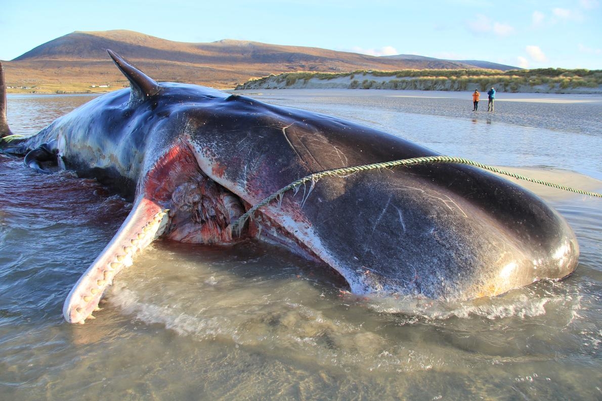 2019年11月，蘇格蘭哈里斯島（Isle of Harris）一處海灘上發現一頭死亡的年輕抹香鯨。解剖檢查發現牠的胃裡有約100公斤纏繞成團的垃圾。PHOTOGRAPH BY SCOTTISH MARINE ANIMAL STRANDING SCHEME