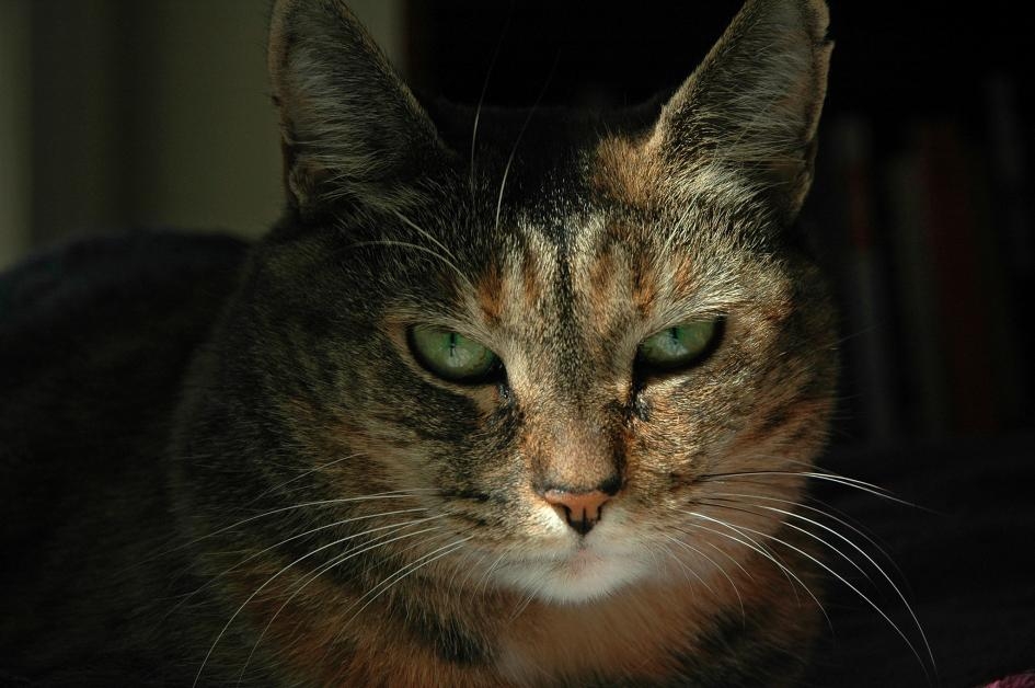 貓就像人類一樣，會用臉部表情傳達情緒。PHOTOGRAPH BY MELFORD TAYLOR, NAT GEO IMAGE COLLECTION 