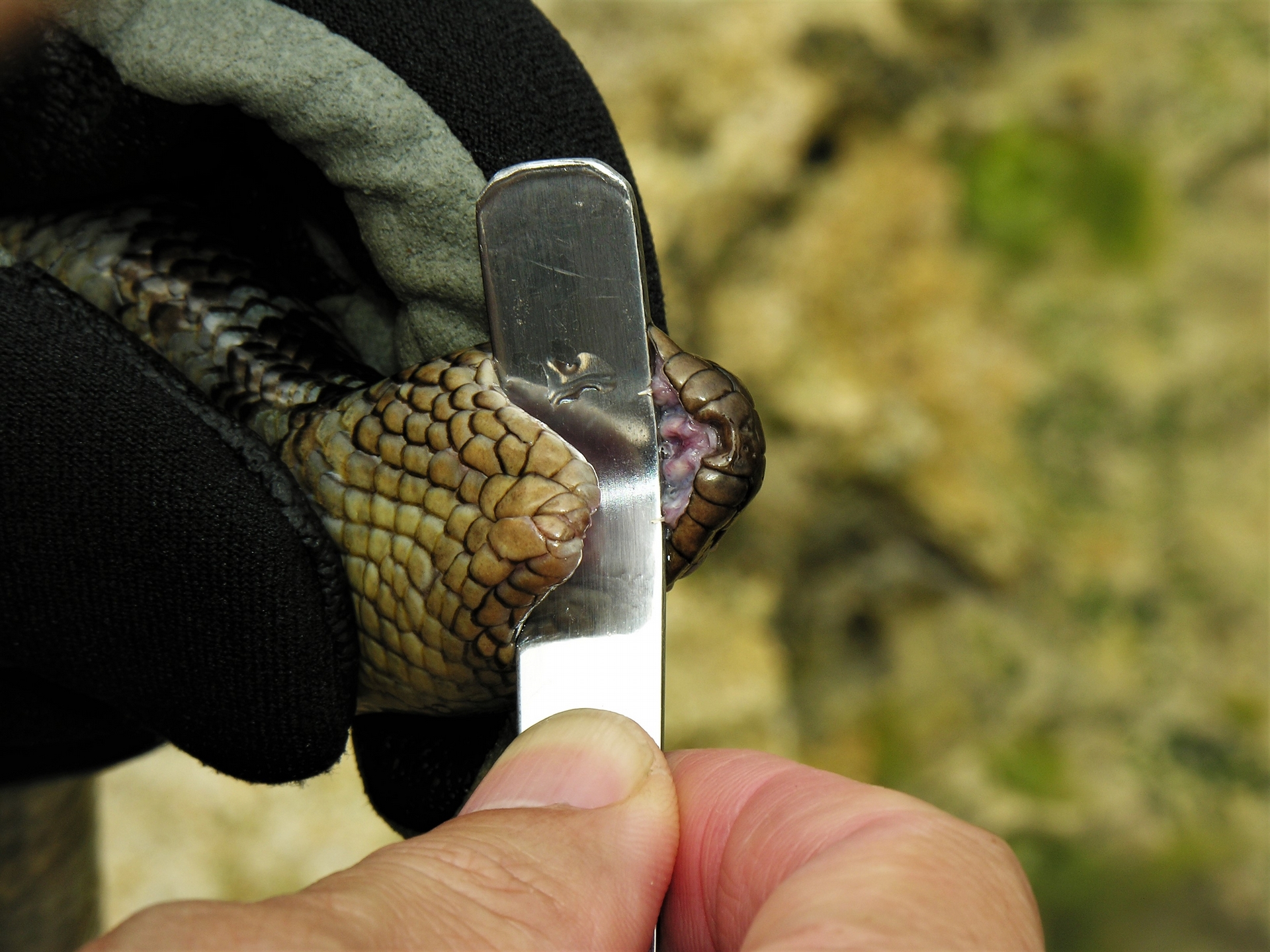 海蛇的毒牙很短。攝影：杜銘章