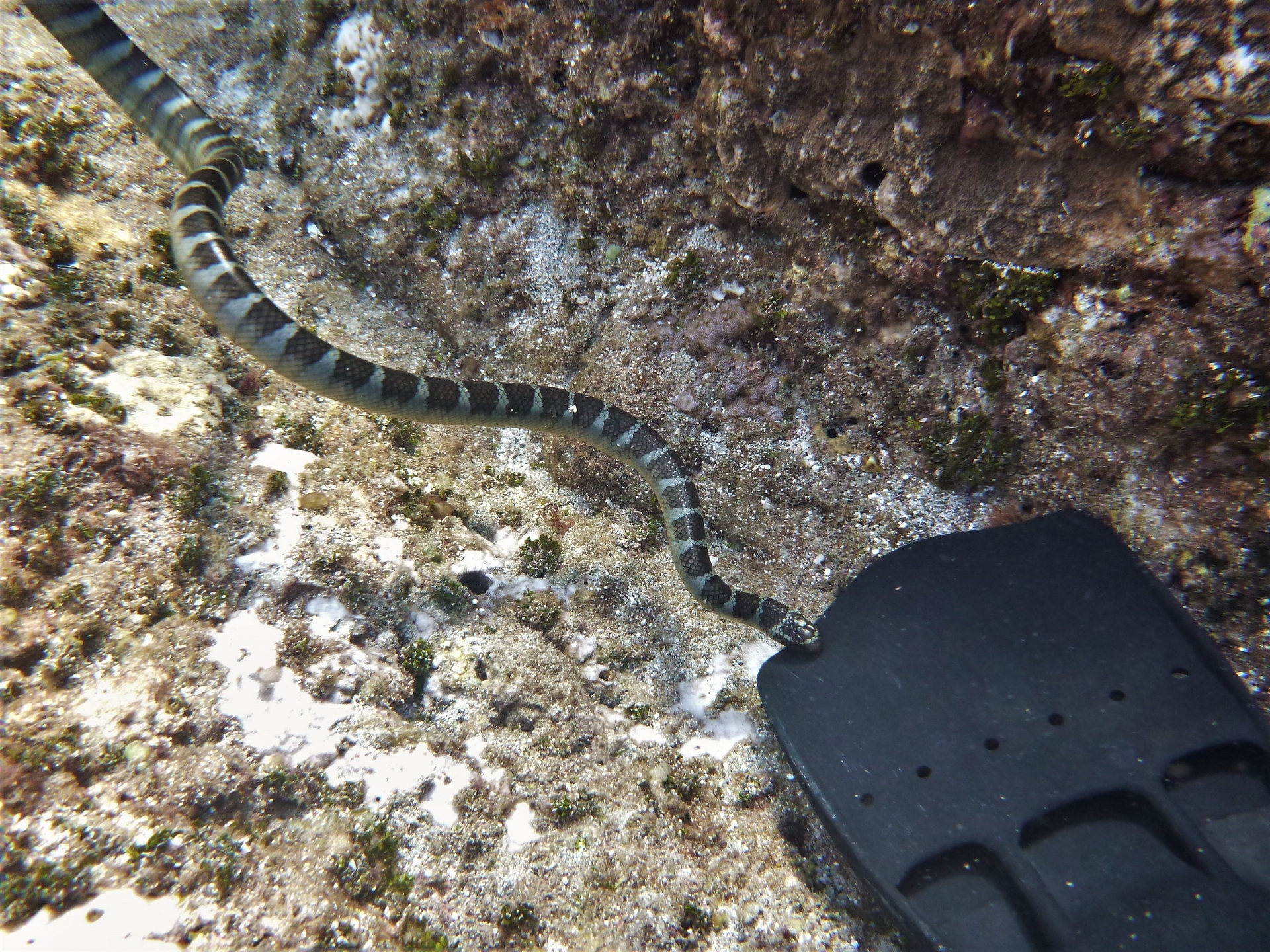 闊帶青斑海蛇 (Laticauda semifasciata)對蛙鞋特別感興趣。攝影：杜銘章