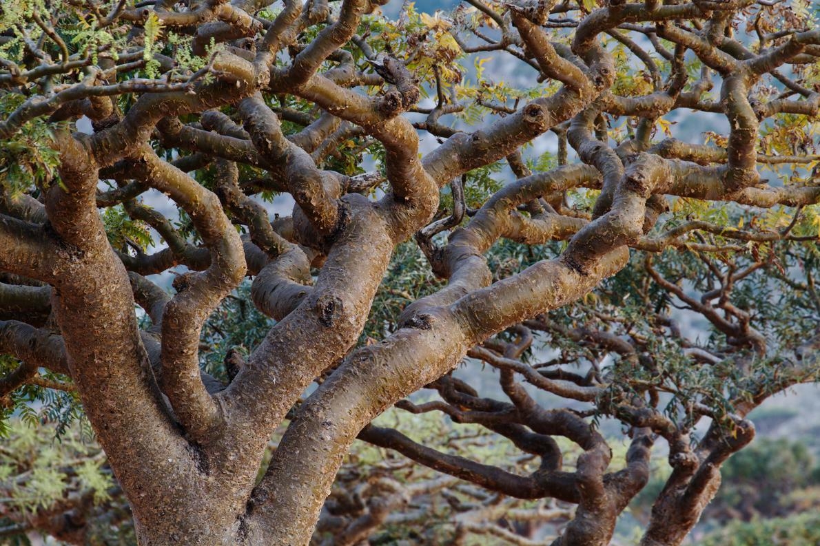 分布遍及北非、印度、阿曼和葉門的乳香樹正面臨著愈來愈大的壓力，主因是人類濫採這種樹的芬芳樹脂。PHOTOGRAPH BY MICHAEL MELFORD, NAT GEO IMAGE COLLECTION