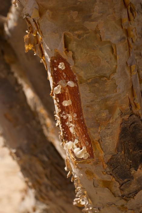 當乳香樹被割傷的時候，就會分泌出樹汁，硬化之後就是珍貴的乳香樹脂。專家擔心，乳香樹採割的次數太多、也太密集了。PHOTOGRAPH BY BILL HATCHER, NAT GEO IMAGE COLLECTION 