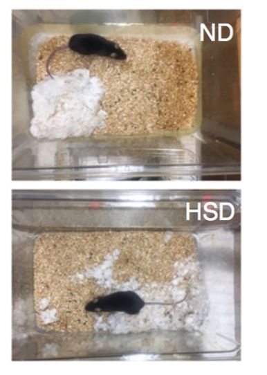 和正常小鼠相比，高鹽組的小鼠不僅短期記憶和空間能力受到了影響，而且在築巢行為方面明顯比正常小鼠效率低。ND：正常飲食，HSD：高鹽飲食。參考文獻[2]