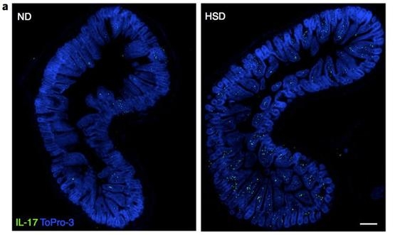 因為高鹽食物的攝入，更多的輔助性淋巴細胞TH17在小鼠小腸內被激活，同時產生IL-17，最終引起腦供血量的下降和認知障礙。綠色點為正在釋放IL-17的TH17細胞，ND：正常飲食，HSD：高鹽飲食。參考文獻[2]