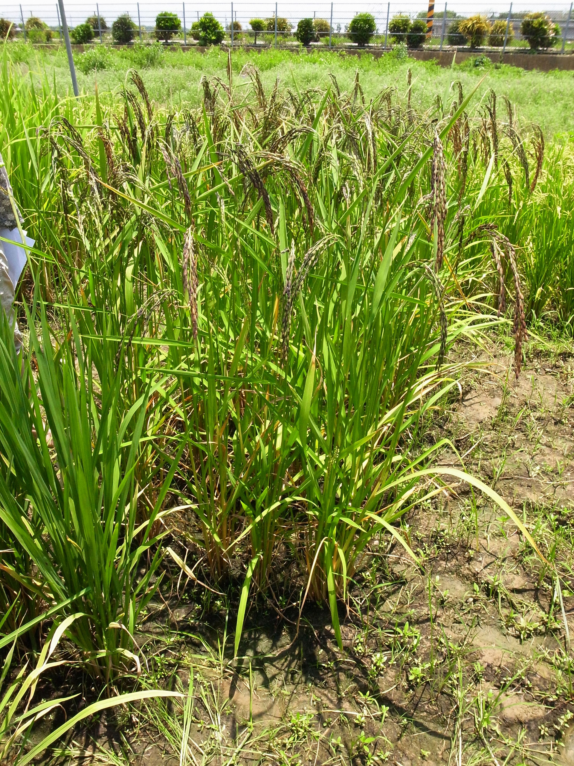 圖為山地陸稻。陸稻和水稻都是亞洲栽培稻 (Oryza sativa)，只是種在水田的叫水稻，種植在旱地的就是陸稻了。 <br>圖片來源│邢禹依 