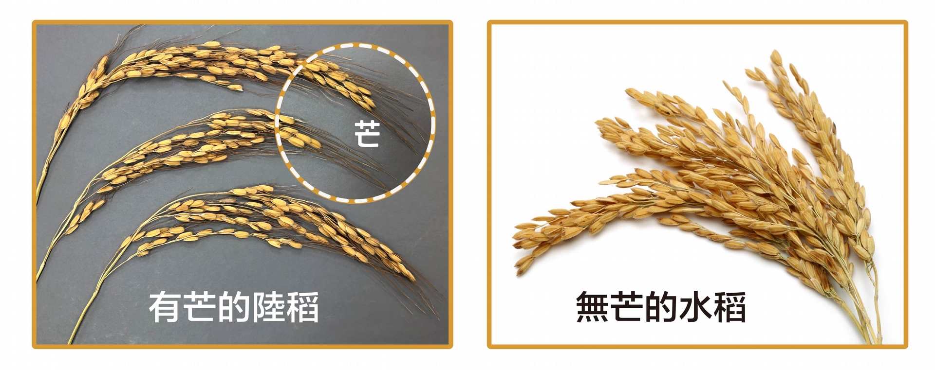 有芒的陸稻 (左圖) 與無芒的水稻 (右圖)。什麼是馴化？人類以稻米為糧食，會選擇顆粒大的、產量多的、方便採收的稻子，久而久之，稻子的性狀就會被馴化–趨向於人類所喜好的特性，像是米粒變得大而飽滿、穀粒不具有芒、不容易落粒、植株直立而不倒伏等等。野生陸稻多有稻芒，主要的功用是防止鳥兒啄食稻穀，還可幫助穀粒落地或附著在動物身上，以便傳播。不過，有芒的稻子收割和儲藏就不方便了。我們現在栽種的水稻，經過長期的馴化，穀粒上都沒有「芒」了。 <br>攝影│林洵安 (左圖) <br>圖片來源│iStock (右圖) 