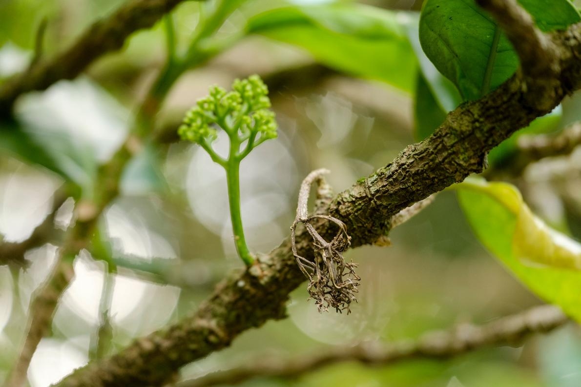 在科學家羅斯．畢佛（Ross Beever）成功地將一截取自原本那棵三王凱科瑪寇木的扦插苗耐心栽培到能繁殖之前，全世界就只有一棵凱科瑪寇木。PHOTOGRAPH BY BRADLEY WHITE, MANAAKI WHENUA