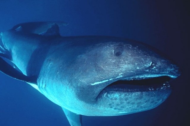 全球巨口鯊（Megachasma pelagios）族群資料，過半在臺灣發現。作者：FLMNH Ichtyology；圖片來源：維基百科（CC BY-SA 4.0）