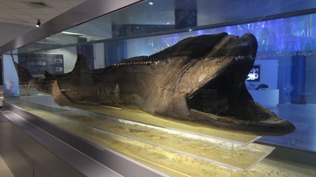 位於國立海洋科技博物館內的巨口鯊標本，由於神祕習性，全球相關研究仍屬少數。圖片來源：海保署提供