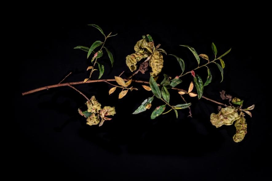 玻璃造的枝條展示了因外囊菌（<i>Taphrina</i> ）而枯萎的葉子，也稱為縮葉病（peach leaf curl）。PHOTOGRAPH BY JENNIFER BERGLUND, THE WARE COLLECTION OF BLASCHKA GLASS MODELS OF PLANTS, HARVARD UNIVERSITY HERBARIA/HARVARD MUSEUM OF NATURAL HISTORY 