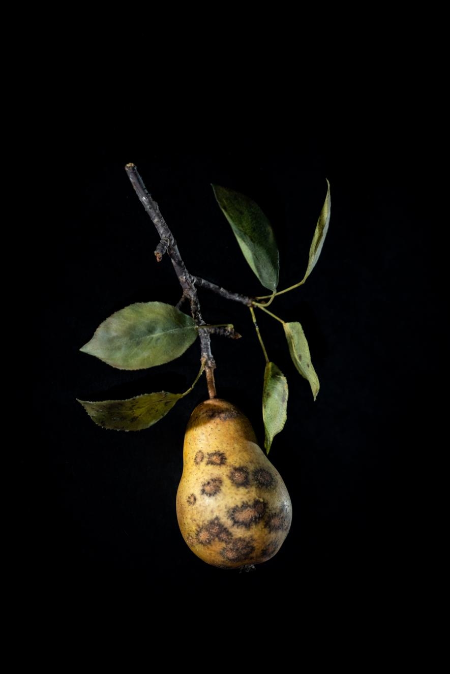 感染黑星病（pear scab）的梨子玻璃模型。PHOTOGRAPH BY JENNIFER BERGLUND, THE WARE COLLECTION OF BLASCHKA GLASS MODELS OF PLANTS, HARVARD UNIVERSITY HERBARIA/HARVARD MUSEUM OF NATURAL HISTORY 