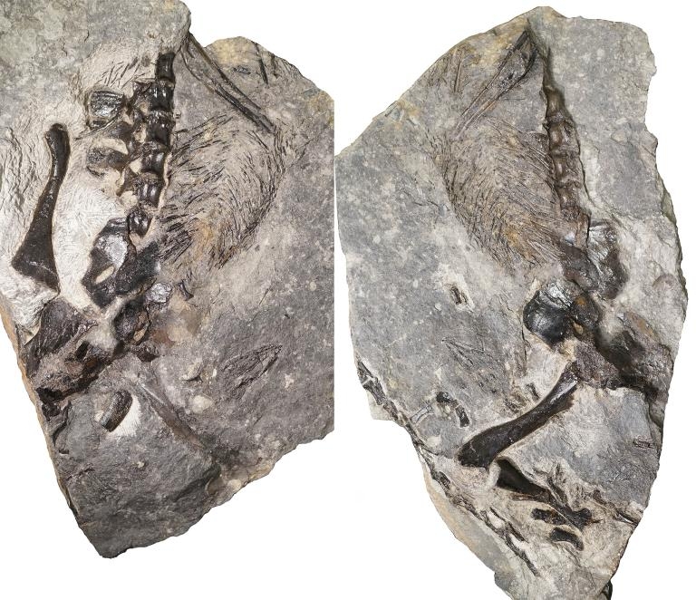 左右兩張照片展示新出土的成年蜥代龍（varanopid）部分化石，牠和一隻幼獸一起被保存在一大塊植物殘骸之中。COURTESY OF HILLARY MADDIN