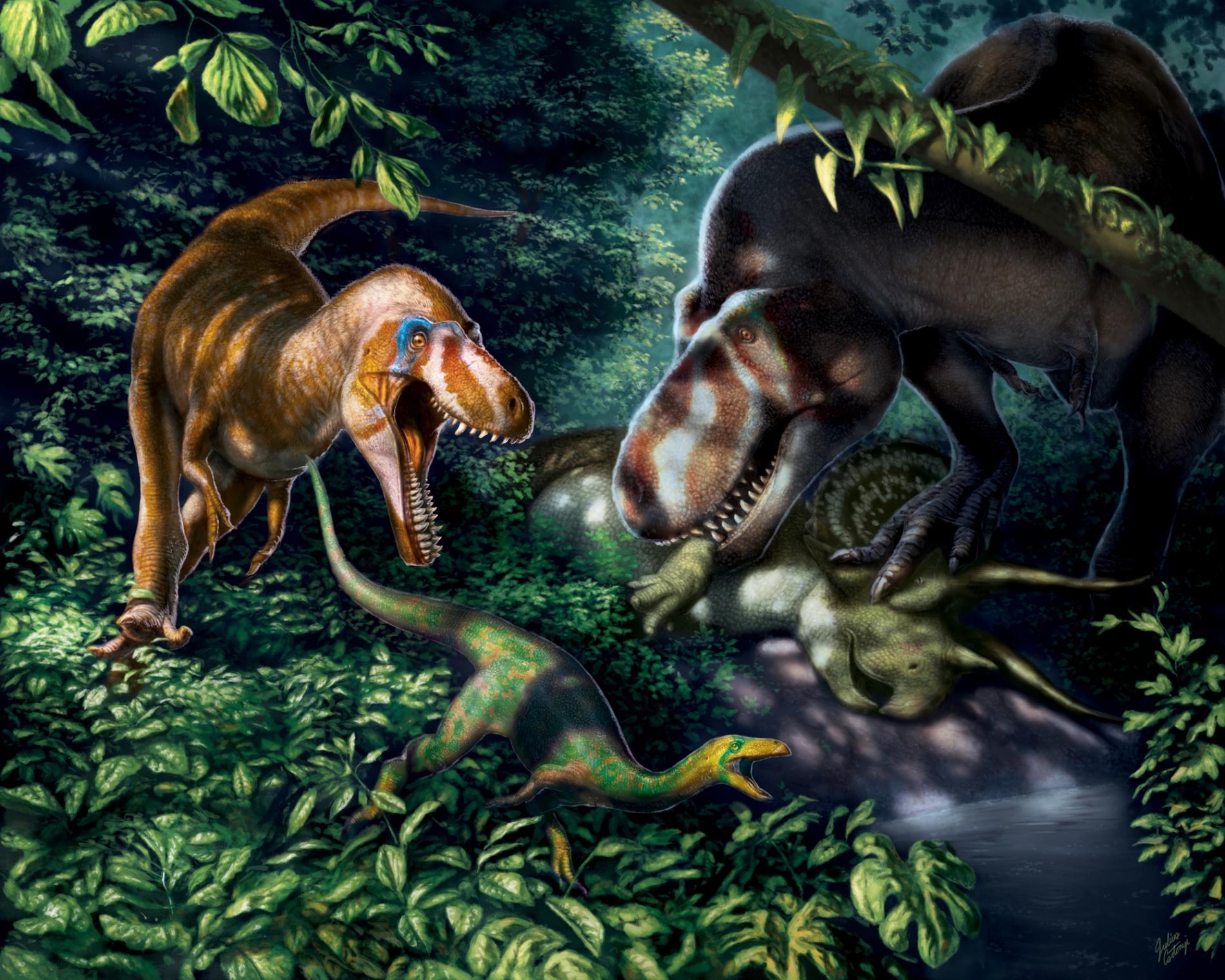 應屬霸王龍（Tyrannosaurus rex）亞成體的化石顯示這種牙可碎骨的龐然大物在十多歲時是配備著似刃利齒、精瘦而敏捷的掠食者。 ILLUSTRATION BY JULIUS T. CSOTONYI