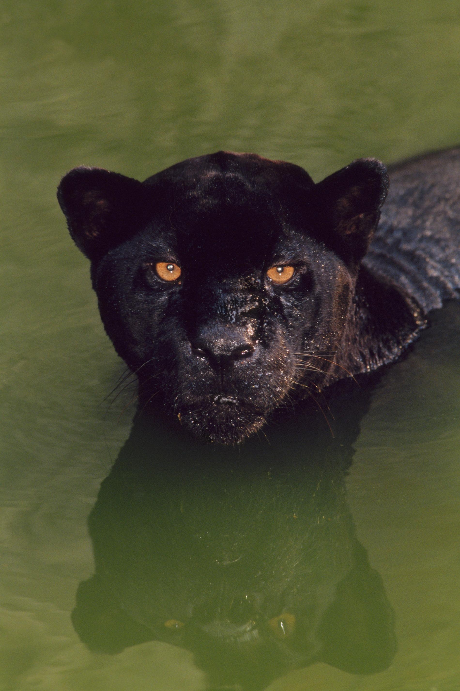 一隻黑色美洲豹在巴西游泳。「黑豹」（black panther）這個專有名詞是一個概括性術語，涵蓋了14種會有黑化症的野生貓科物種。PHOTOGRAPH BY FRANS LANTING, NAT GEO IMAGE COLLECTION