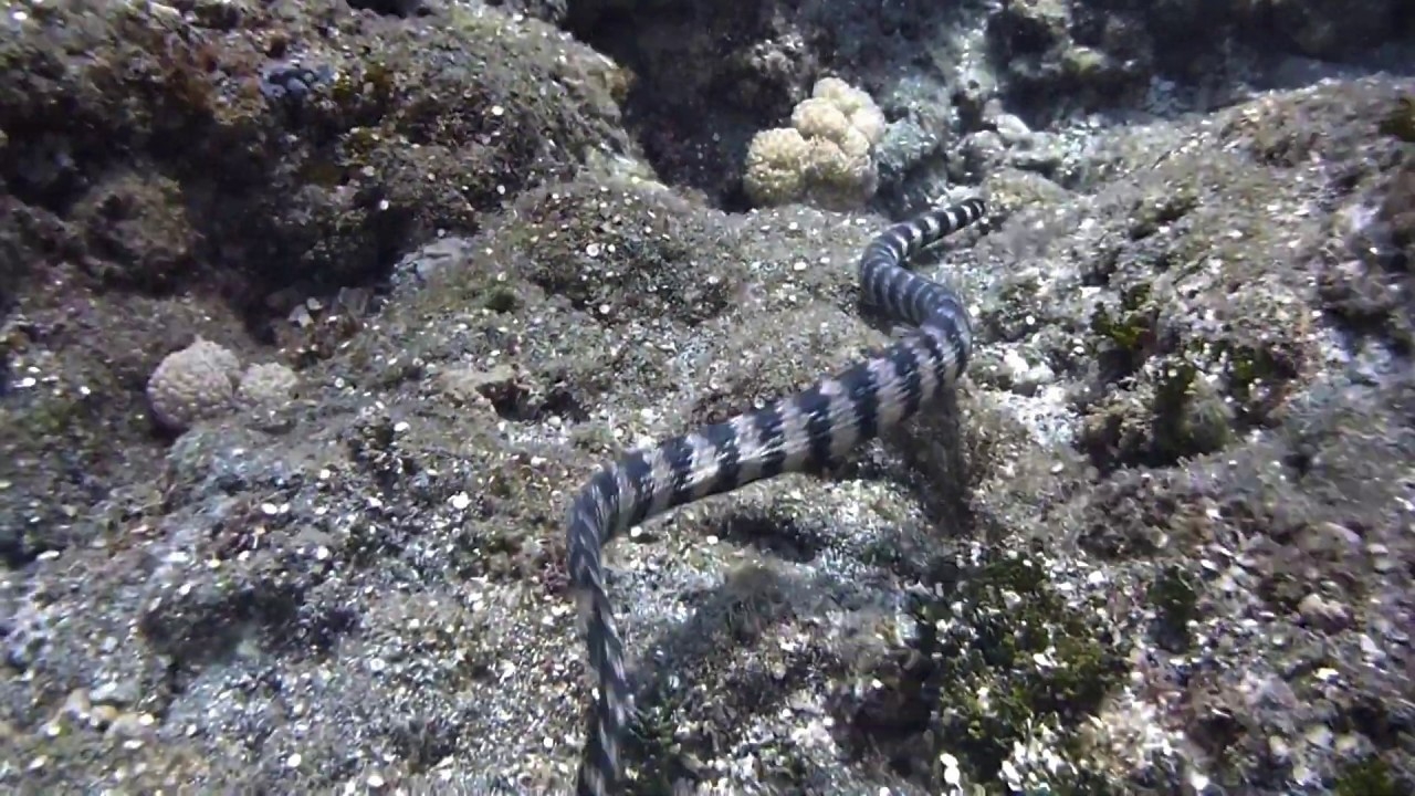 蘭嶼海域的飯島氏海蛇（<i>Emydocephalus ijimae</i>）。攝影：杜銘章