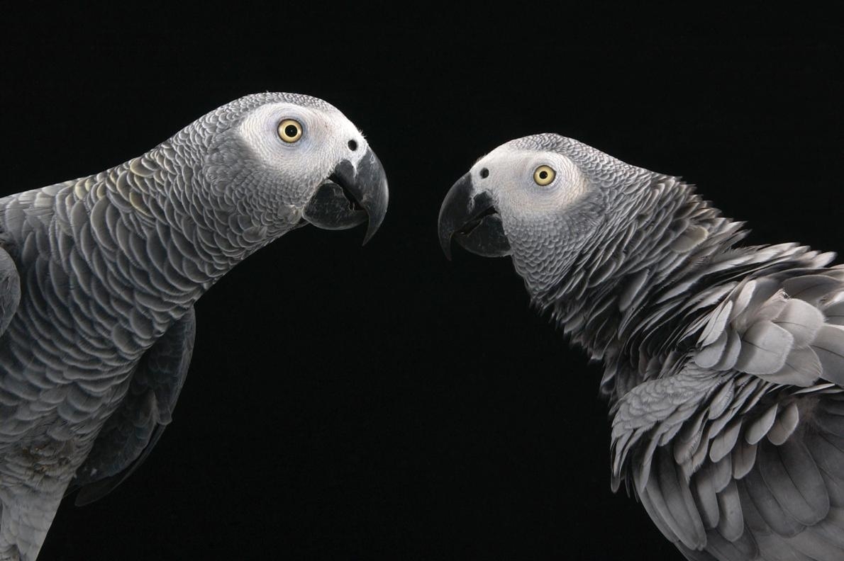 非洲灰鸚鵡是社會關係最複雜的鳥類之一，也由於「能言善道」成為熱門寵物。PHOTOGRAPH BY JOEL SARTORE, NATIONAL GEOGRAPHIC PHOTO ARK 
