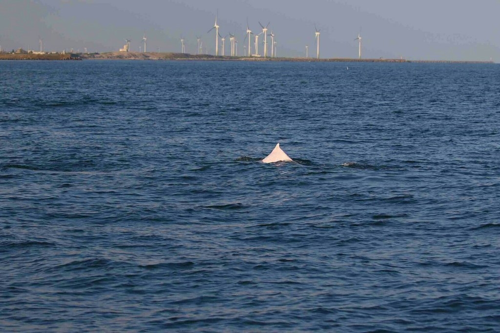 大安溪口到外傘頂洲水深15公尺內的沿海，有三群白海豚出沒。圖片來源：海保署