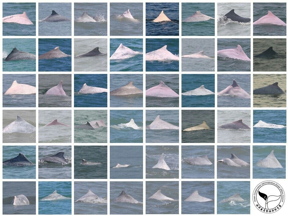 已辨識47隻白海豚亮相。圖片來源：海保署
