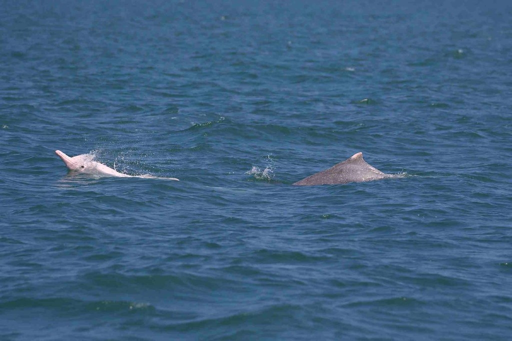 經過一年監測海保署公布白海豚監測調查資料，族群維持平穩，幼體5～8隻，並將資訊公開透明，邀請全民守護。圖片來源：海保署