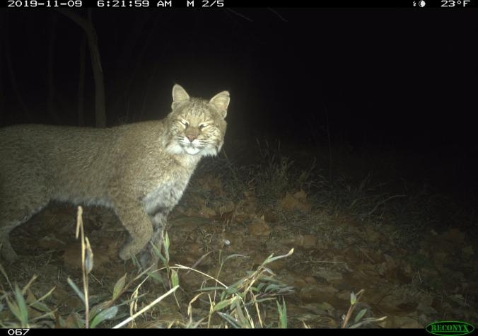 一頭截尾貓（Lynx rufus）於2019年11月9日經過華盛頓特區的切薩皮克與俄亥俄運河國家歷史公園。這是近期該城市首次獲得證實的截尾貓目擊事件。PHOTOGRAPHS BY DC CAT COUNT