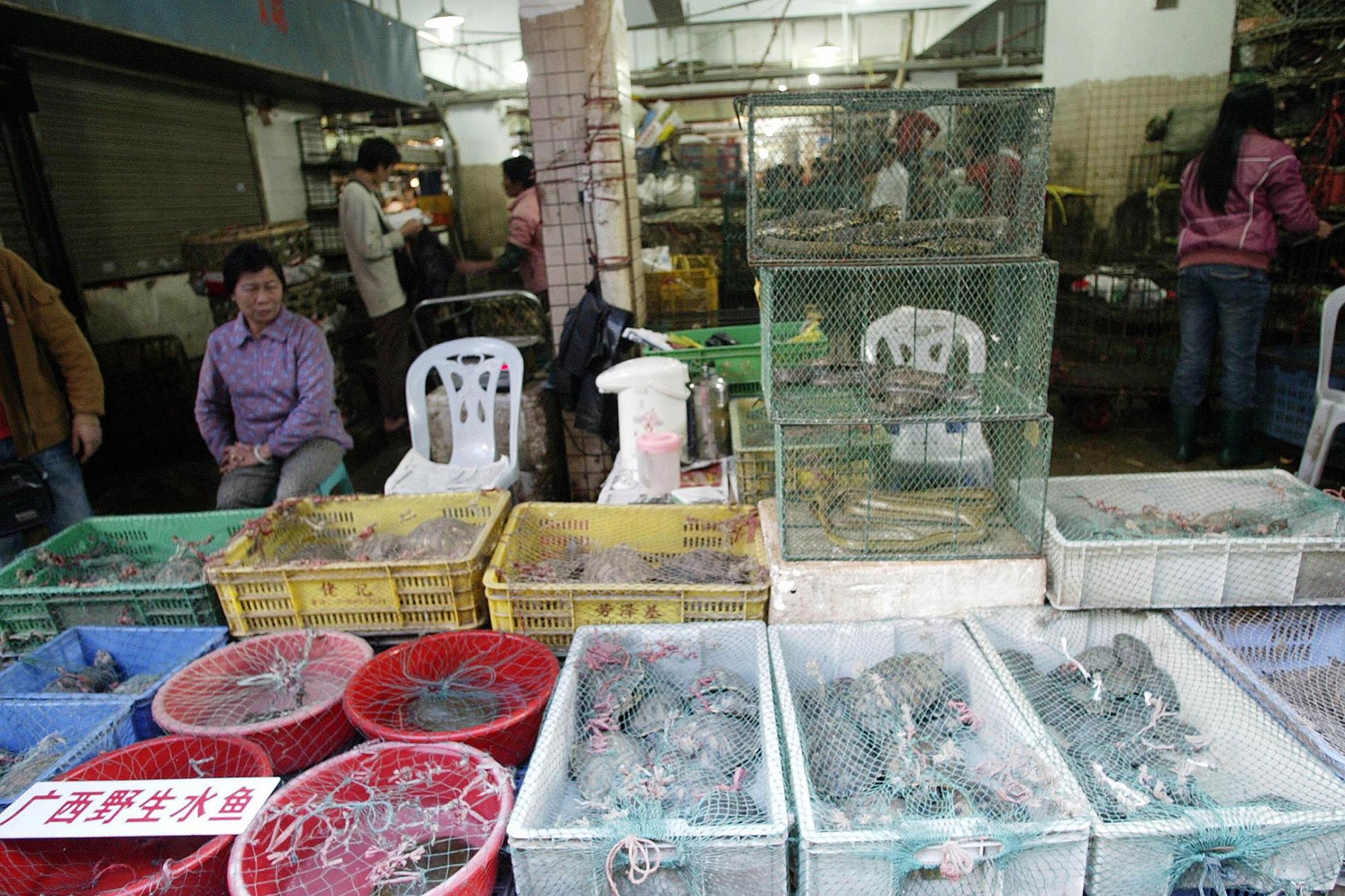 在深圳的一處野生動物市場，攤販展示著出售的活體爬行動物與哺乳動物。中國有54種動物能被合法交易，供人食用。這次冠狀病毒疫情已迫使活體野生動物交易成為國際焦點。PHOTOGRAPH BY AFP, GETTY