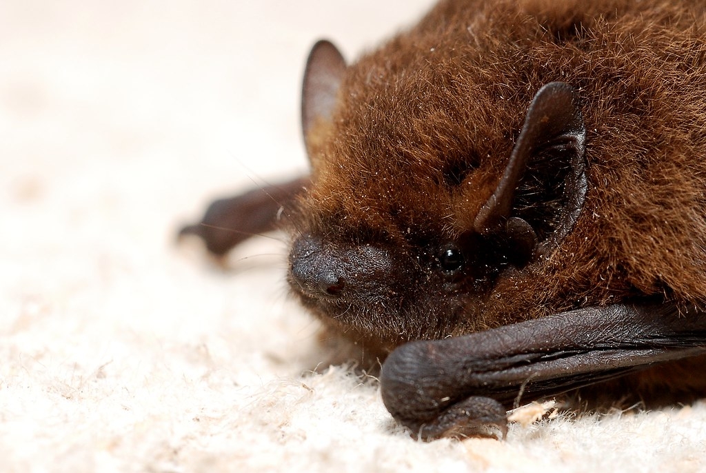 近五年的監測顯示，未從臺灣原生蝙蝠體內發現人畜共通的冠狀病毒。圖片來源：Gilles San Martin（CC BY-SA 2.0）
