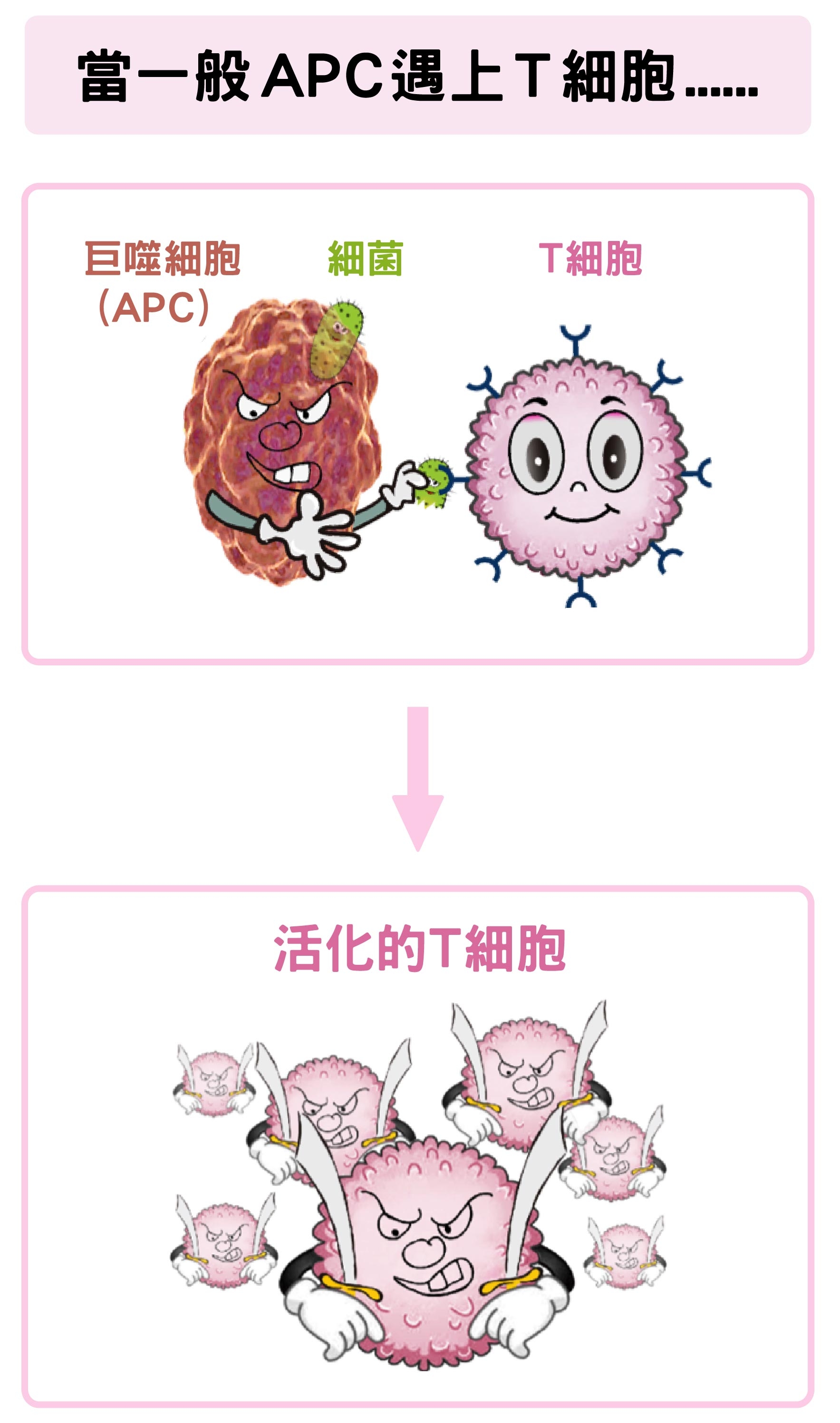 巨噬細胞（APC）吞噬細菌後，可活化Ｔ細胞。 <br>資料來源│陶秘華 圖說原作│張峰碧 <br>圖說美化│林洵安 
