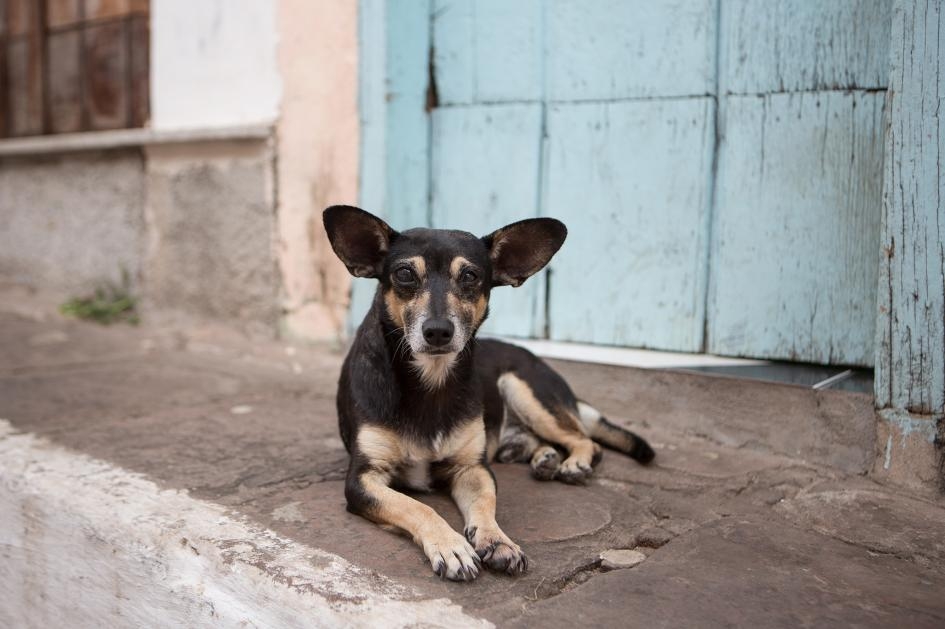 一條流浪狗在巴西的迪亞曼蒂納高地國家公園（Chapada Diamantina National Park）休息。全世界有多達3億隻流浪狗。PHOTOGRAPH BY ALEX SABERI, NAT GEO IMAGE COLLECTION