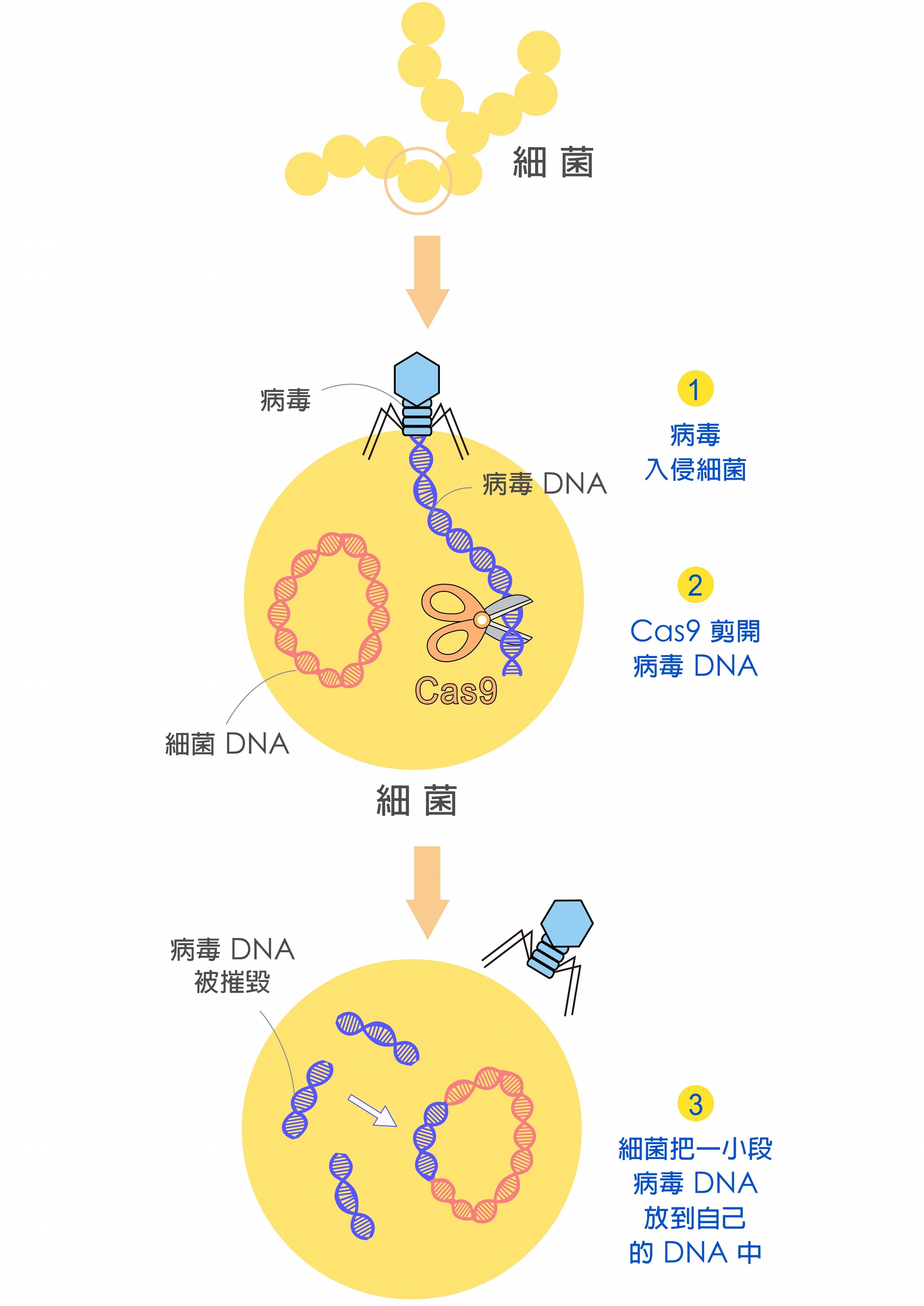 細菌遇到病毒入侵，細菌的 Cas9 會剪下病毒的一段 DNA，插在自己的基因組上，就好像為病毒建立「罪犯資料庫」。 <br>圖說設計│黃曉君、林洵安 <br>資料來源│凌嘉鴻 