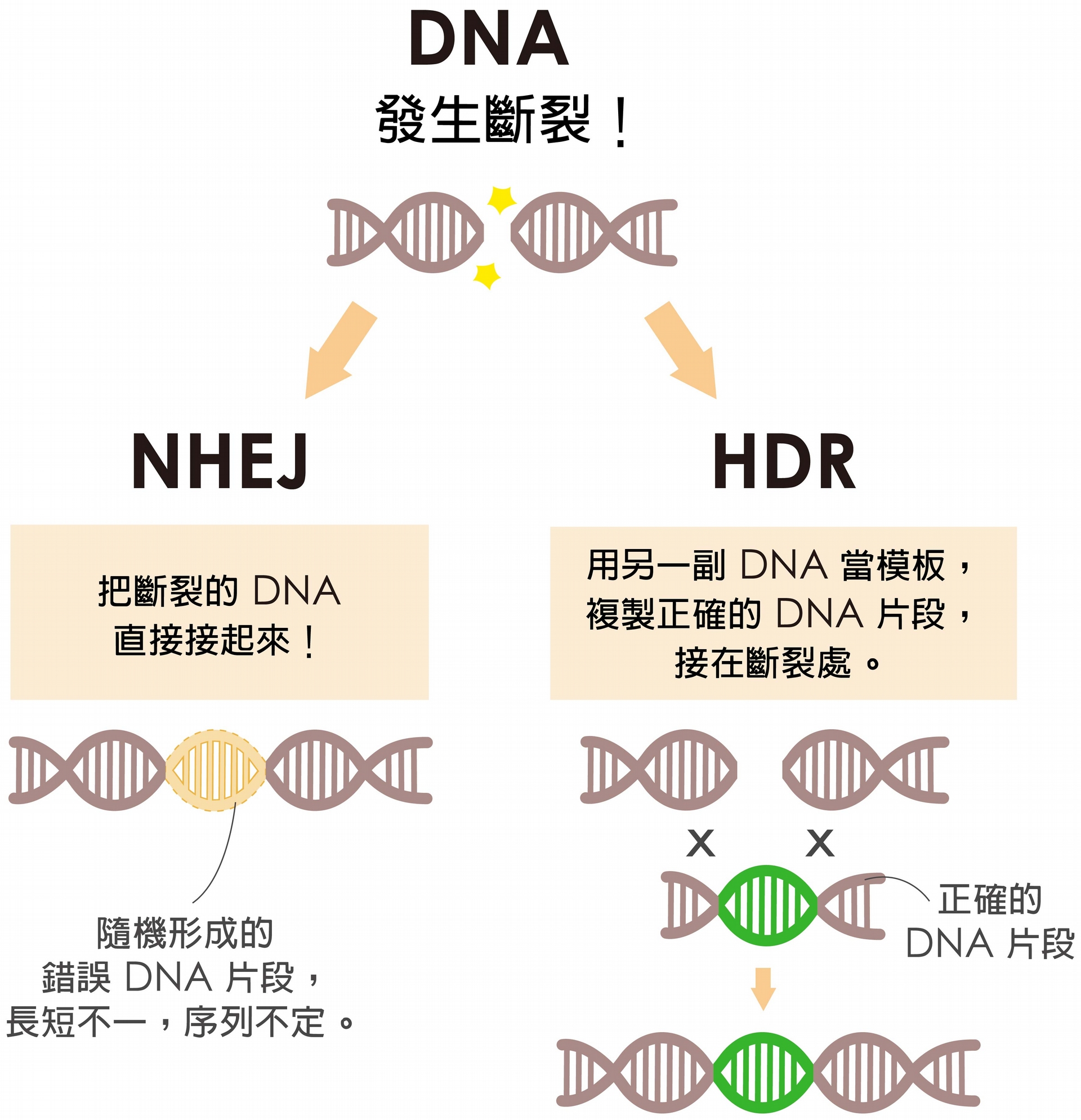 細胞修復 DNA 有兩條路，NHEJ 是直接把斷裂處接起來，HDR 是拿另一副 DNA 做模板複製正確的 DNA 片段，接在斷裂處。當細胞選擇走 HDR，才有可能接受外界送入的正確基因。 圖說設計│黃曉君、林洵安 資料來源│凌嘉鴻 
