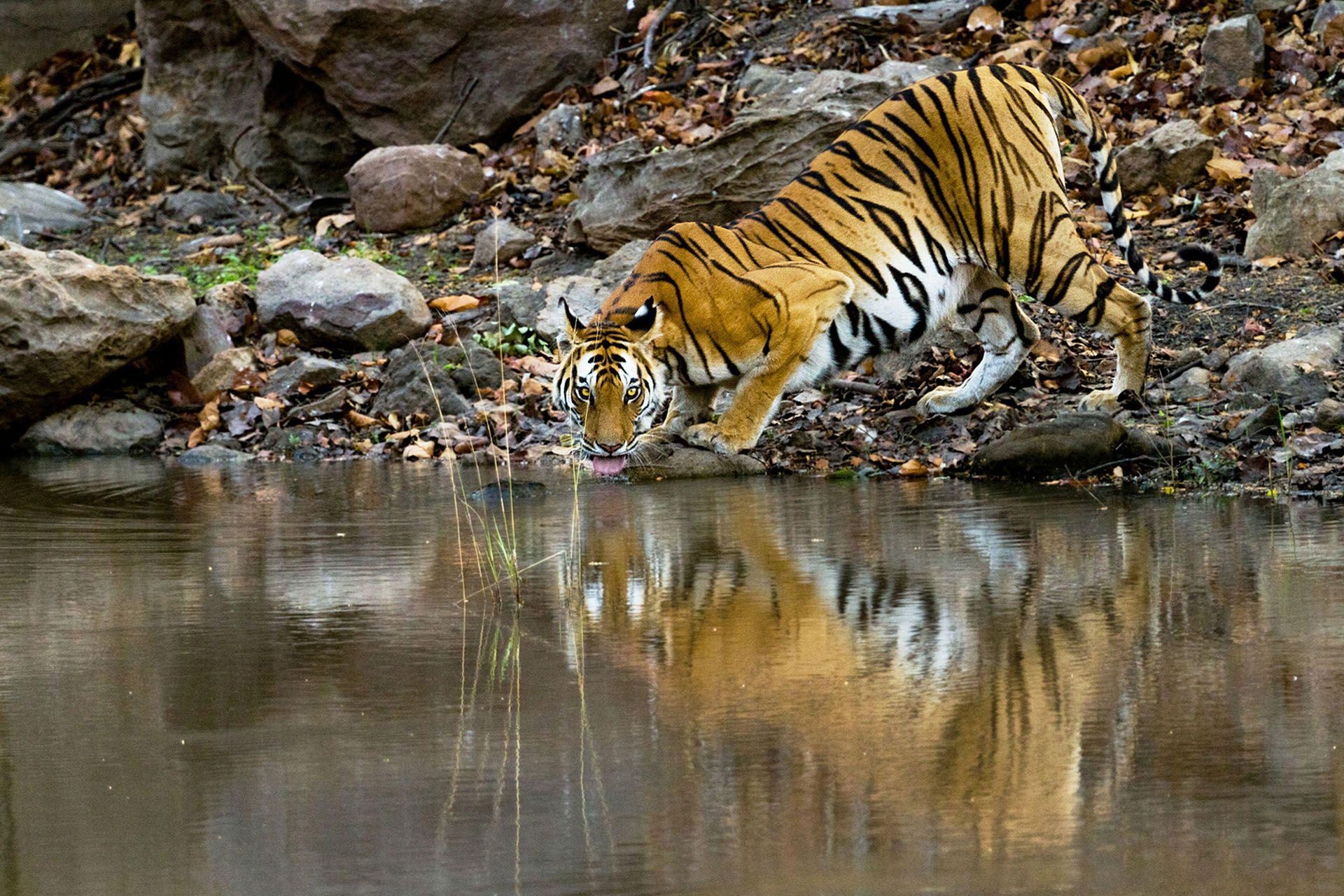 Photograph by Nitin Prabhudesai, National Geographic
