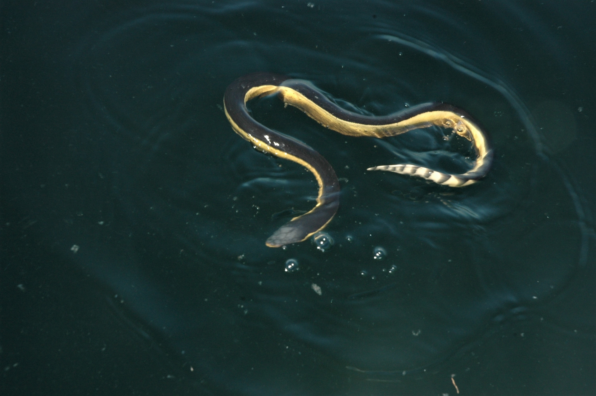 漂浮在海面上的黑背海蛇。攝影：杜銘章