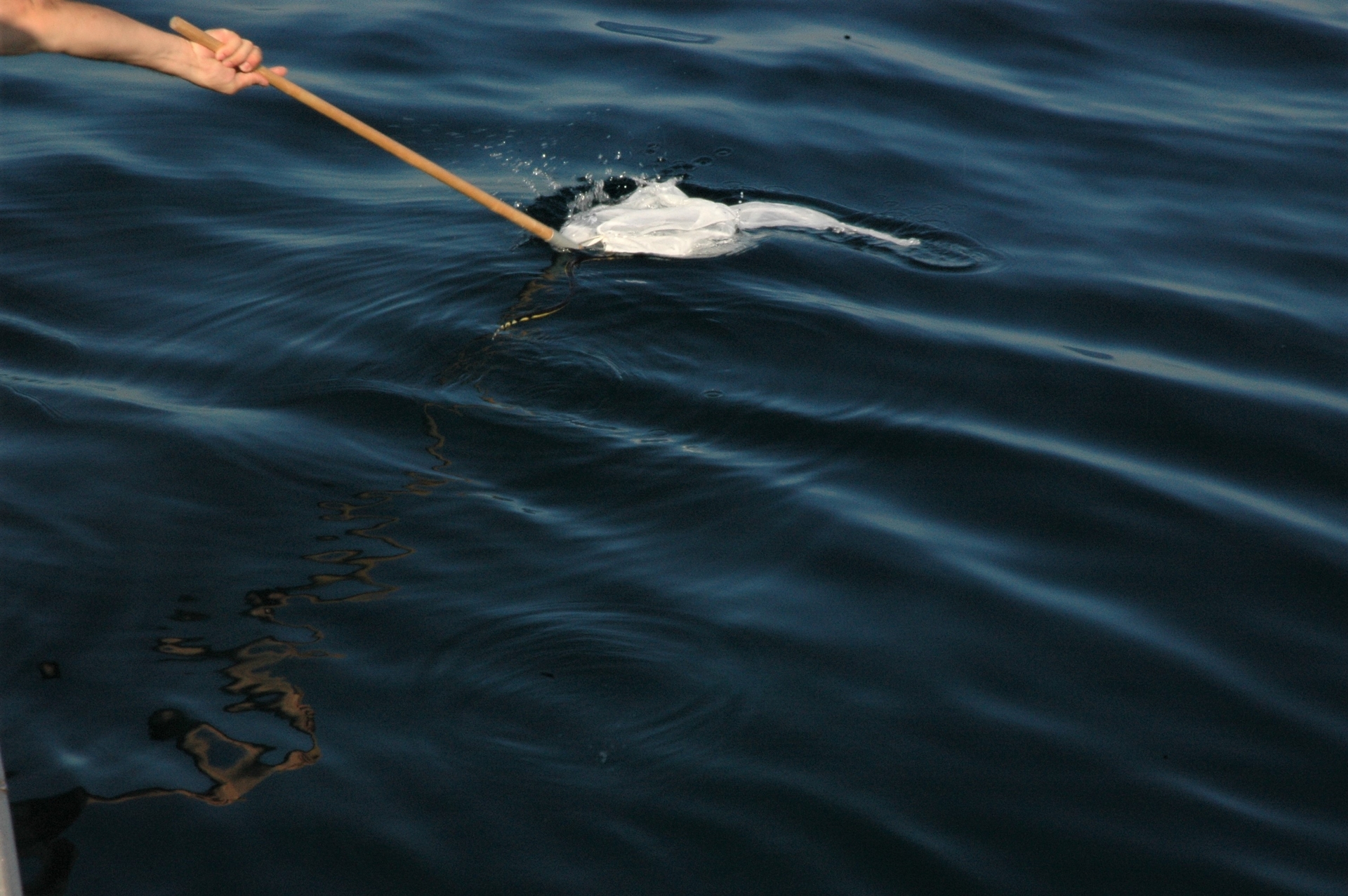 用網子撈捕黑背海蛇。攝影：杜銘章