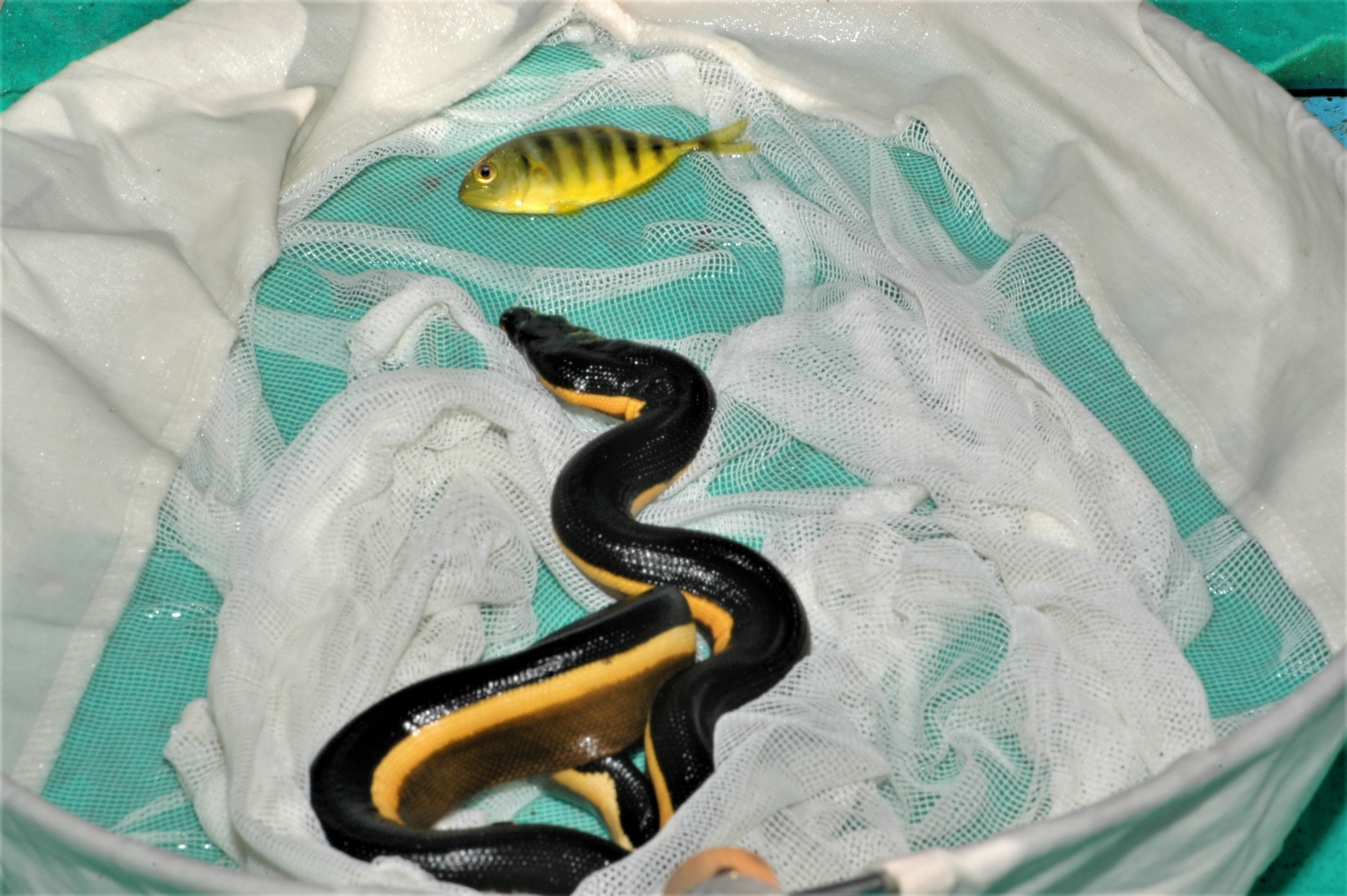 從海面上撈起黑背海蛇時常會撈起躲在牠們身下的小魚。攝影：杜銘章