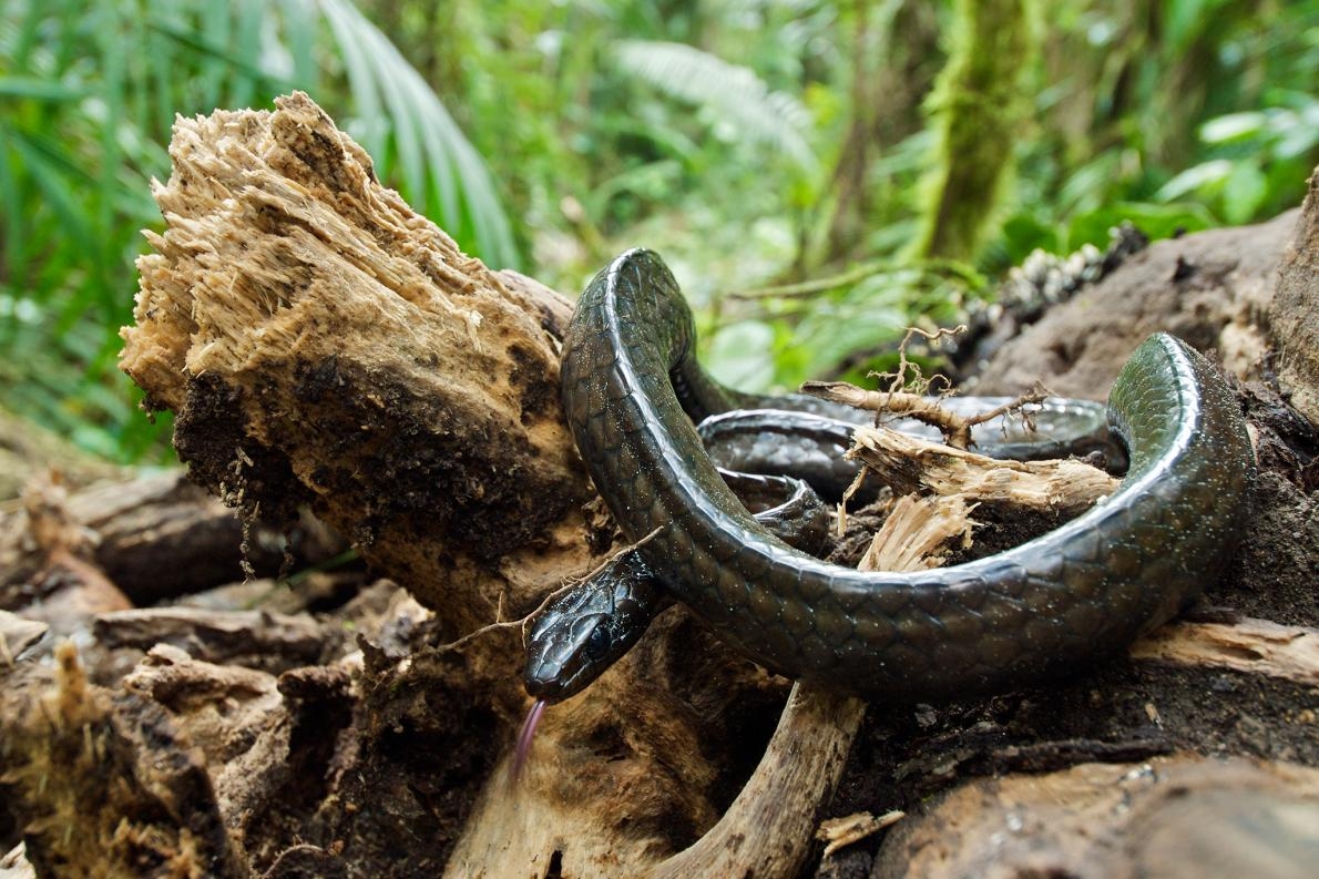 粗鱗黑樹蛇（Chironius grandisquamis）等物種的數量，在蛙壺菌擴散到巴拿馬殲滅了許多獵物後連帶大幅下滑。PHOTOGRAPH BY JAMES CHRISTENSEN, MINDEN PICTURES/NAT GEO IMAGE COLLECTION