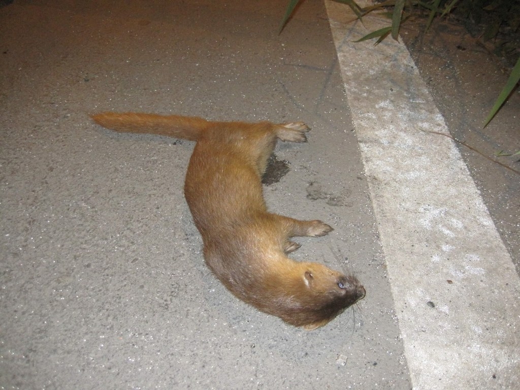 2010年二重疏洪道內黃鼠狼路殺遺體，這是五股濕地第一筆黃鼠狼紀錄。圖片來源：荒野保護協會