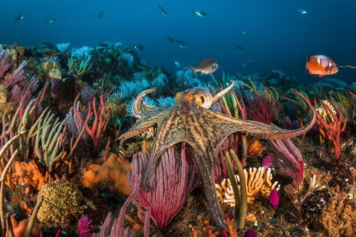 真蛸（common octopus）是在世界各地都很常見的章魚。隨著章魚的食用風氣越來越熱門，人們投入商業養殖章魚的行為也引起圈養動物福利的爭議。PHOTOGRAPH BY GREG LECOEUR, NAT GEO IMAGE COLLECTION