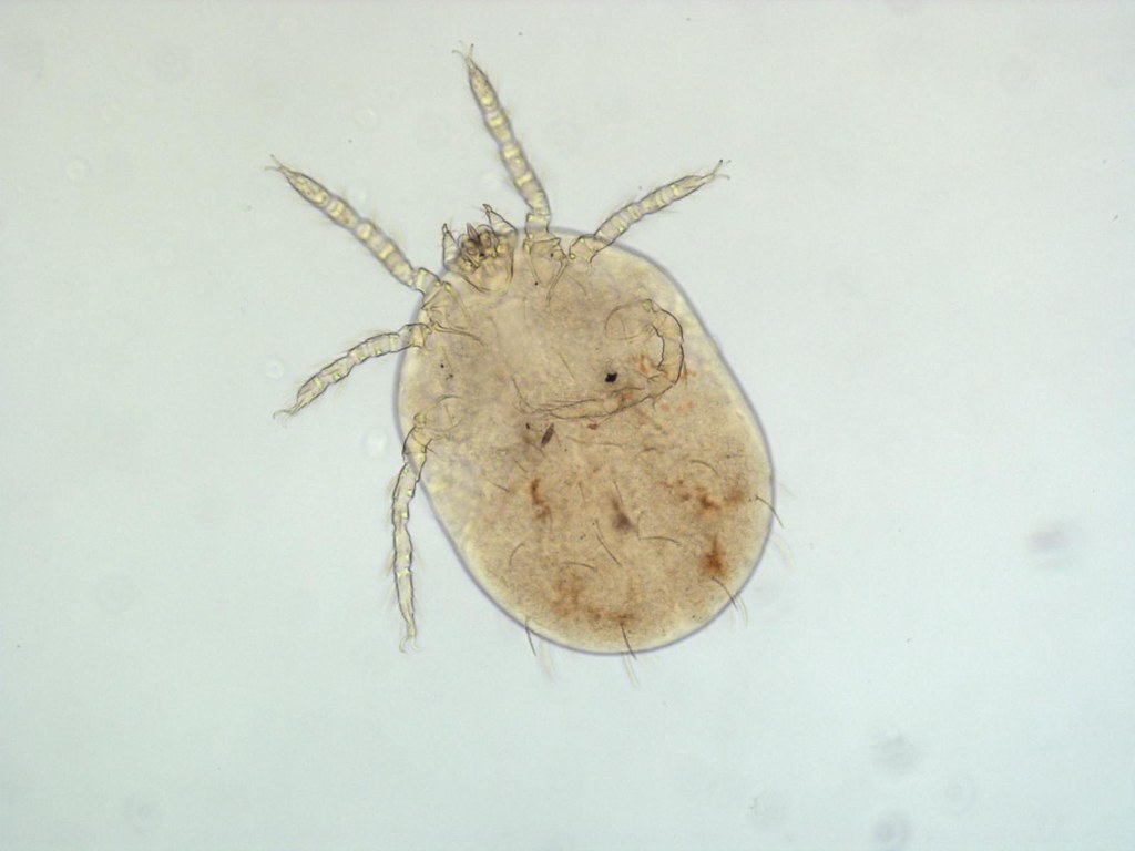 恙蟲（標本照，幼蟲為六隻腳）。圖片提供：國立臺灣師範大學