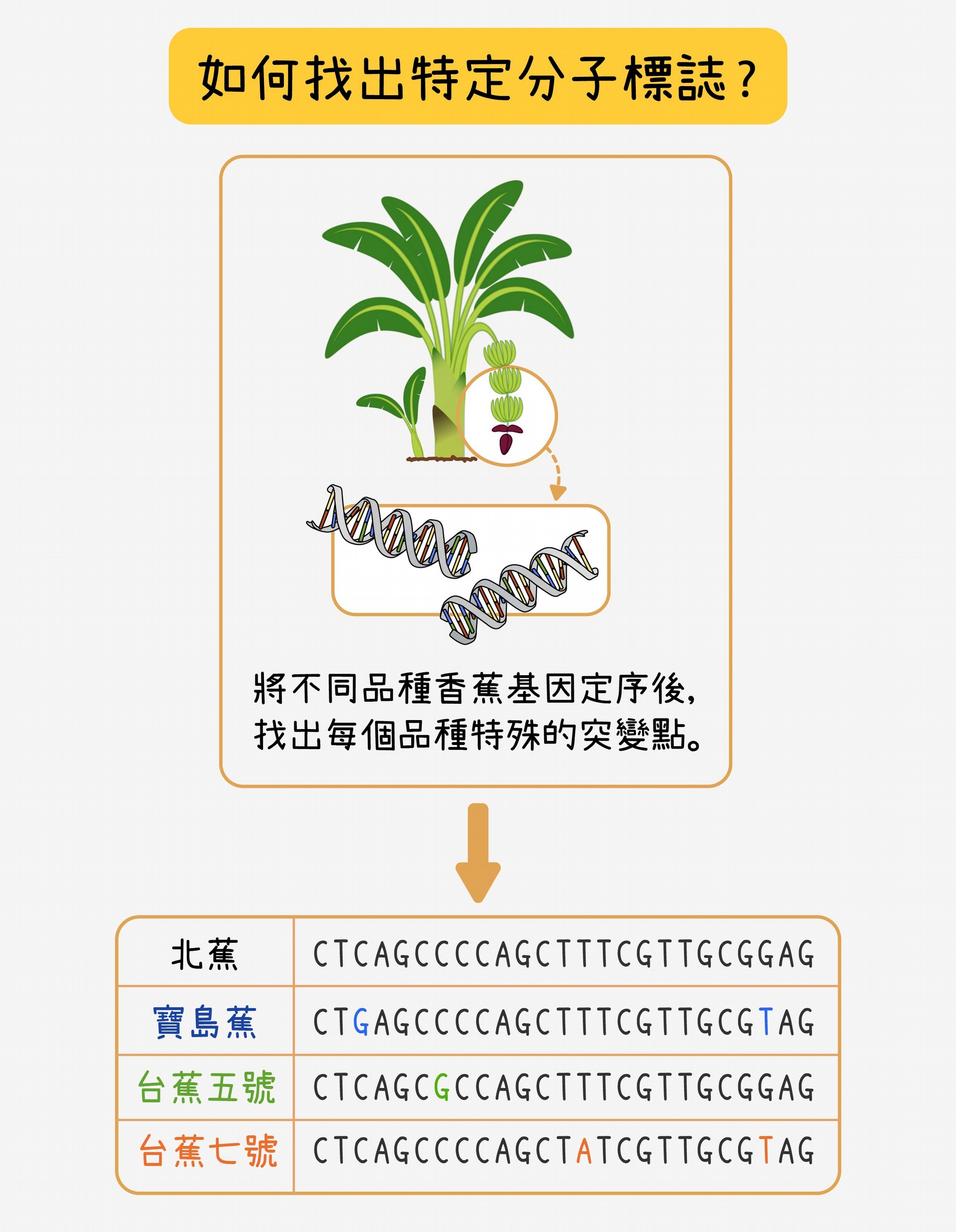 定序之後，比對寶島蕉與北蕉的基因序列，找出不一樣的地方做為寶島蕉的分子標誌候選者。再將候選的分子標誌和台蕉五號、台蕉七號及常見的栽培品種的序列比對，找出只有寶島蕉才有、其他品種都沒有的最佳分子標誌。研究團隊會為一個品種挑選大量分子標誌，再三確認，以確保可信度。 資料來源│蘇柏諺 (陳荷明實驗室) 圖說重製│林洵安 