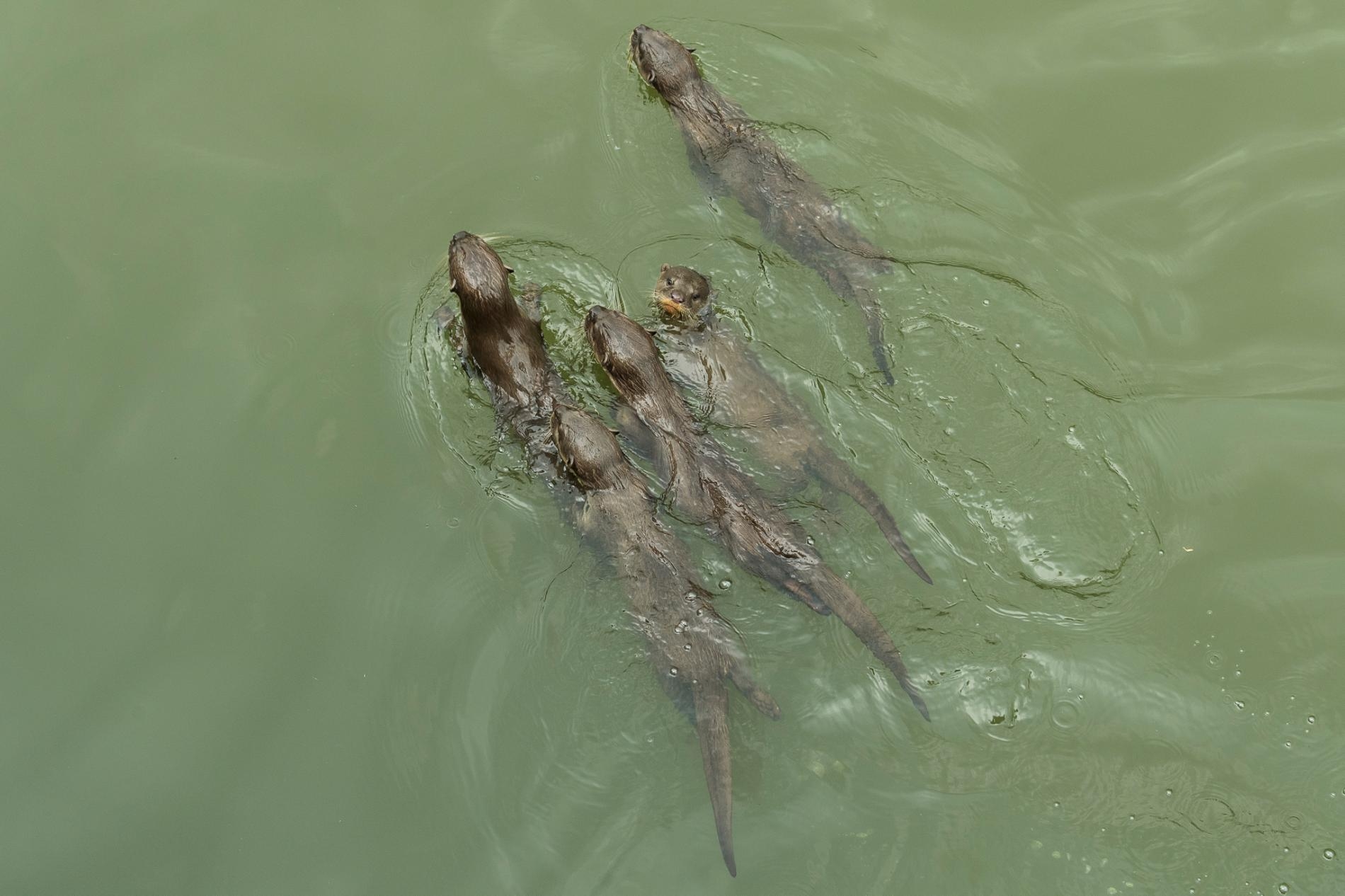 碧山家族只有幾個月大的小水獺，游在牠們親戚的身後尋找魚。PHOTOGRAPH BY STEFANO UNTERTHINER