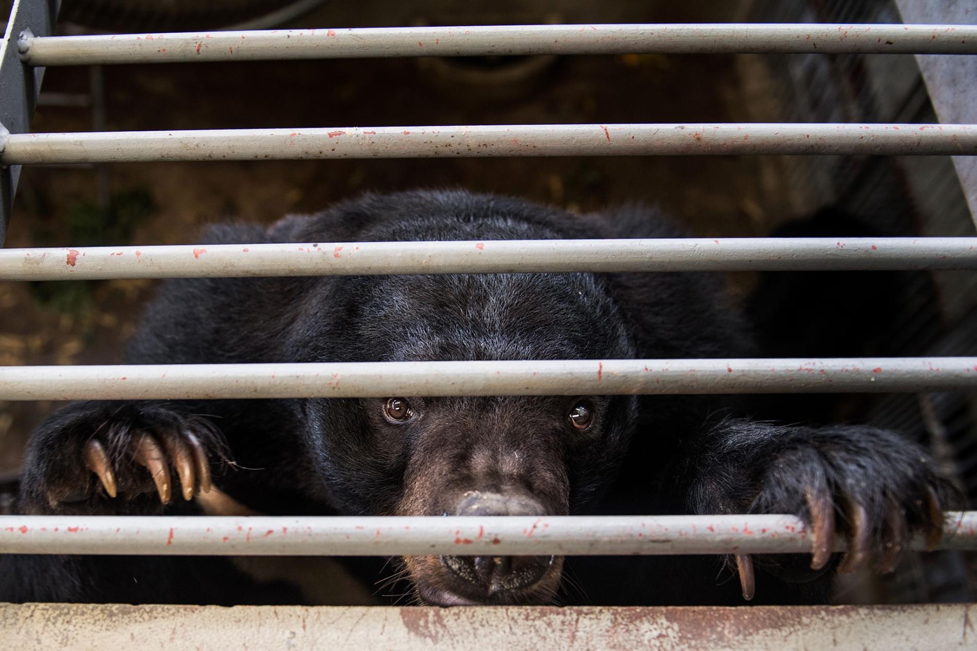 在中國及東南亞的養熊場，用於傳統藥物的熊膽會以一根導管、針筒或輸送管插入熊的膽囊裡抽取出來──這是一種侵入性又痛苦的過程。2017年有一千多頭熊從越南的非法熊膽養殖場獲救，這頭在越南熊救援中心（Vietnam Bear Rescue Centre）留置欄裡的亞洲黑熊正是其中之一。 PHOTOGRAPH BY ROBERTO SCHMIDT, AFP/GETTY 