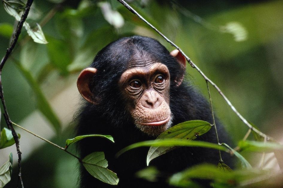 黑猩猩被觀察到會攻擊並驅除看起來明顯生病的同類。PHOTOGRAPH BY MICHAEL NICHOLS, NAT GEO IMAGE COLLECTION