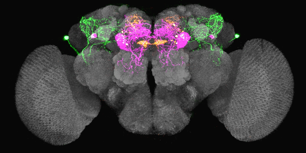 果蠅腦中的渴迴路。當果蠅口渴的時候，LHLK 神經元 (綠色) 會釋放 leucokinin，抑制 PPL1-γ2α′1 (洋紅色) 和 PAM-β′2a (橘黃色) 神經元，讓果蠅產生覓水行為。 圖片來源│林書葦 
