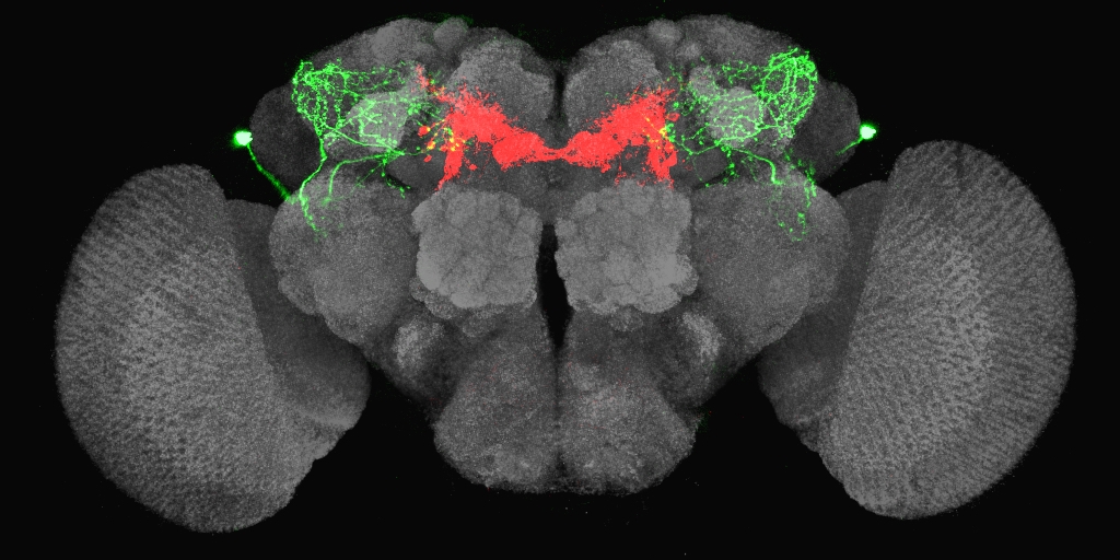 果蠅腦中的餓迴路。當果蠅飢餓的時候，LHLK 神經元 (綠色) 會釋放 leucokinin，活化 PAM-β′2mp (紅色) 神經元，讓果蠅產生覓食行為。在此同時，大腦也會釋放另外兩種神經傳導物質 serotonin、dNPF，抵銷 leucokinin 對渴神經元的抑制 (上圖洋紅色和橘黃色處)，讓果蠅不想找水。 圖片來源│林書葦 