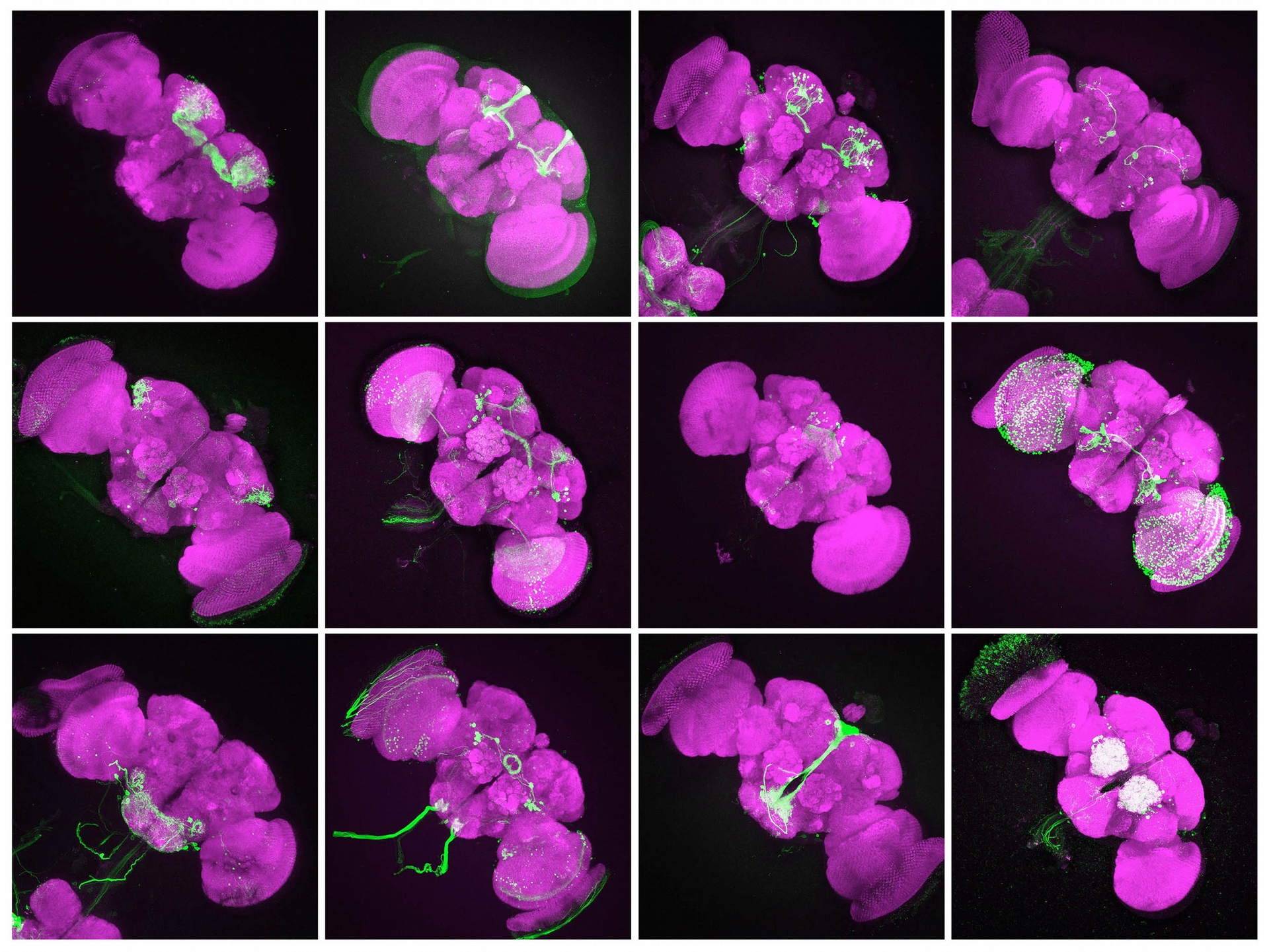 如果公果蠅身上帶有 A1-GAL41 的基因，讓牠和帶 有 UAS-GFP 基因的母果蠅交配之後，子代同時帶有 A1-GAL4 和 UAS-GFP ，於是大腦中可以表現 A1-GAL4 的神經細胞，即可發出綠色螢光。 圖說設計│黃曉君、林洵安 