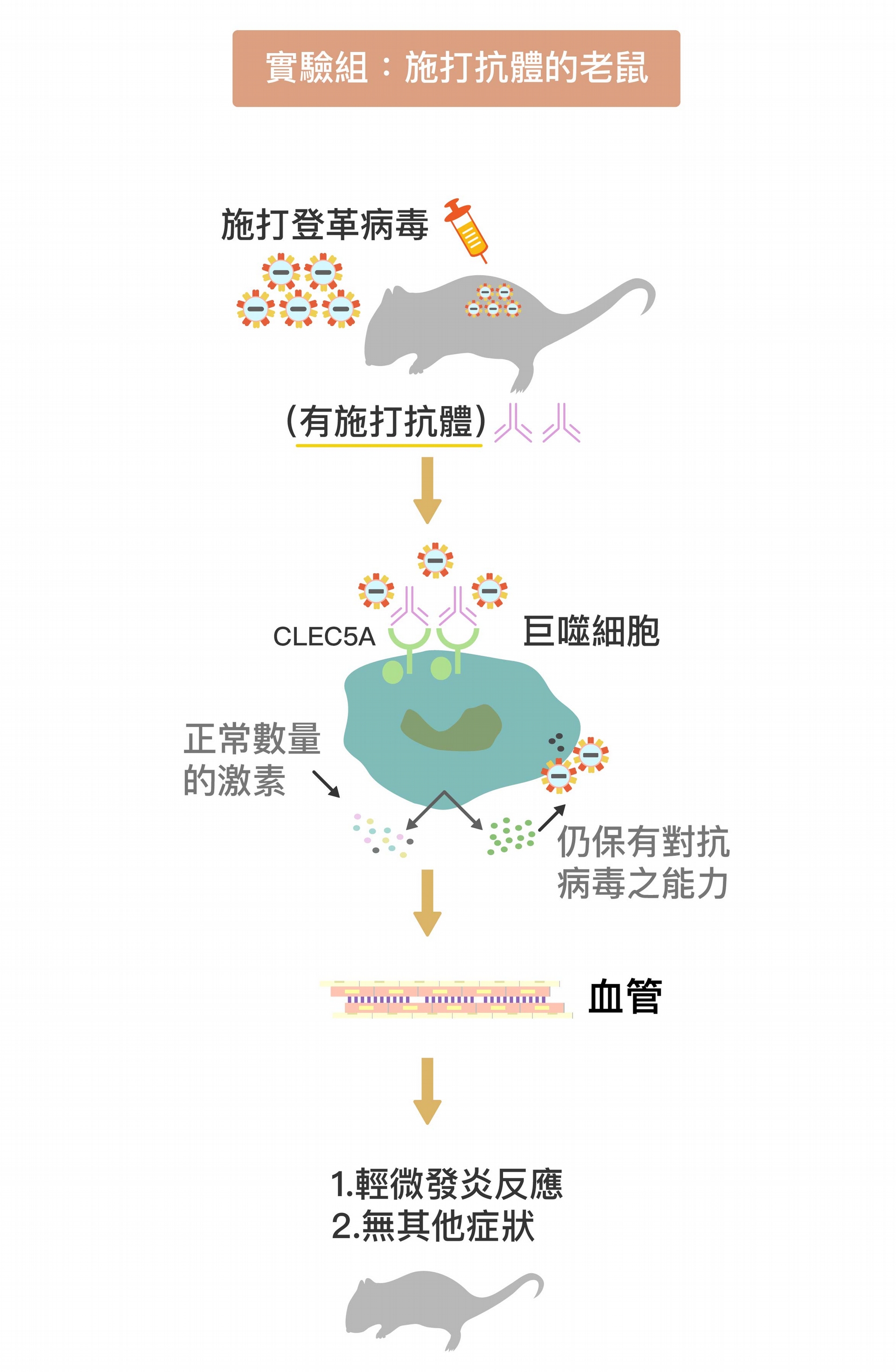 被施打 CLEC5A 拮抗性抗體 (圖中粉紫色抗體)後，巨噬細胞上的 CLEC5A 受器被抗體佔據，不會與登革病毒結合。巨噬細胞因此不會產生過量細胞素、導致細胞素風暴，卻能持續產生干擾素消滅病毒。在抗體保護下，小鼠保持正常的血管通透性，不會產生登革出血熱症狀。 資料來源│謝世良 圖說重製│林任遠、張語辰 