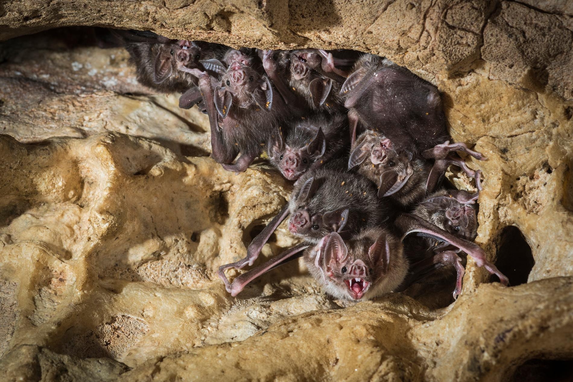 在哥斯大黎加的洞穴裡窩著一群吸血蝠。PHOTOGRAPH BY NICK HAWKINS, MINDEN PICTURES