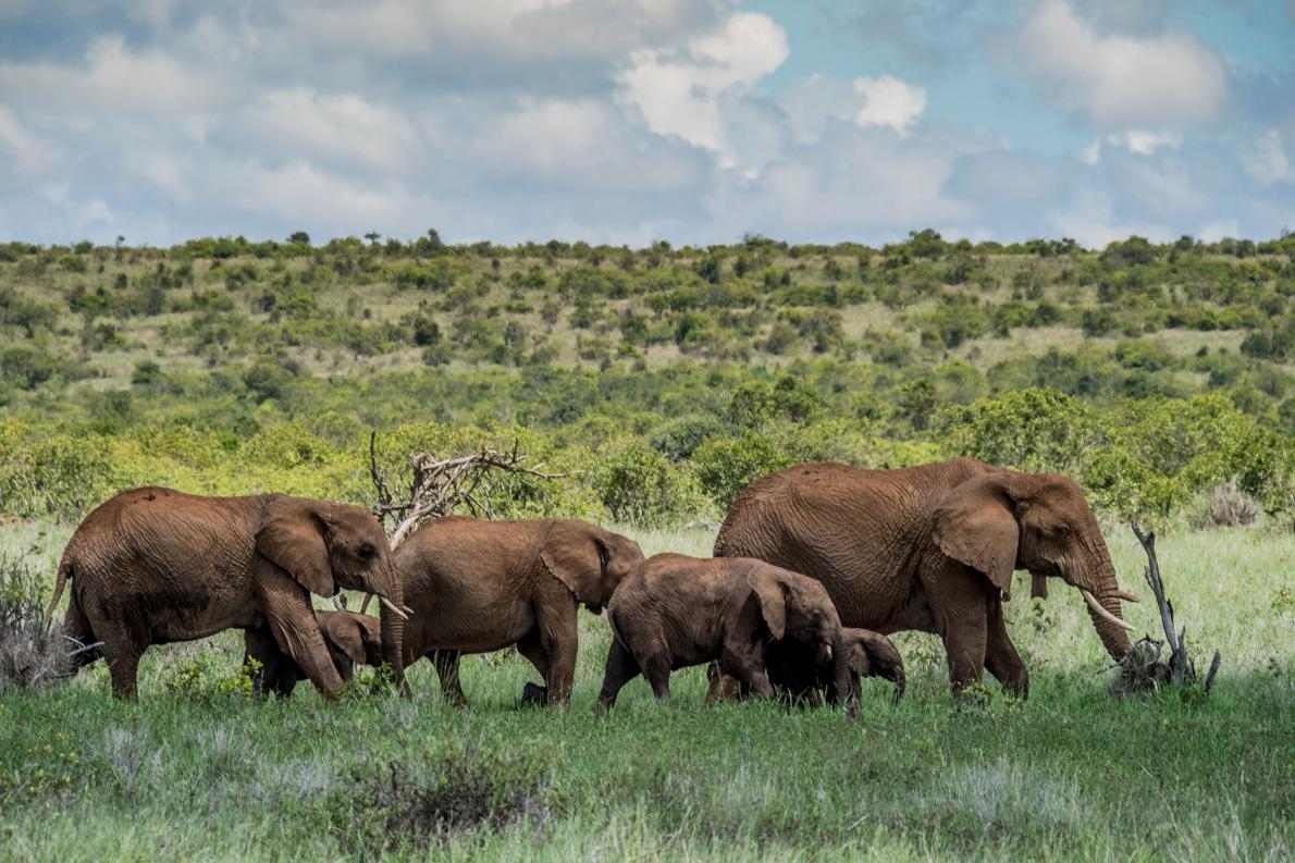 對造訪肯亞北部洛伊沙巴自然保護區的觀光客來說，大象是一大誘因。由於新型冠狀病毒造成觀光業崩盤，盜獵者對野生動物的威脅可能更大。PHOTOGRAPH BY AMI VITALE, TNC