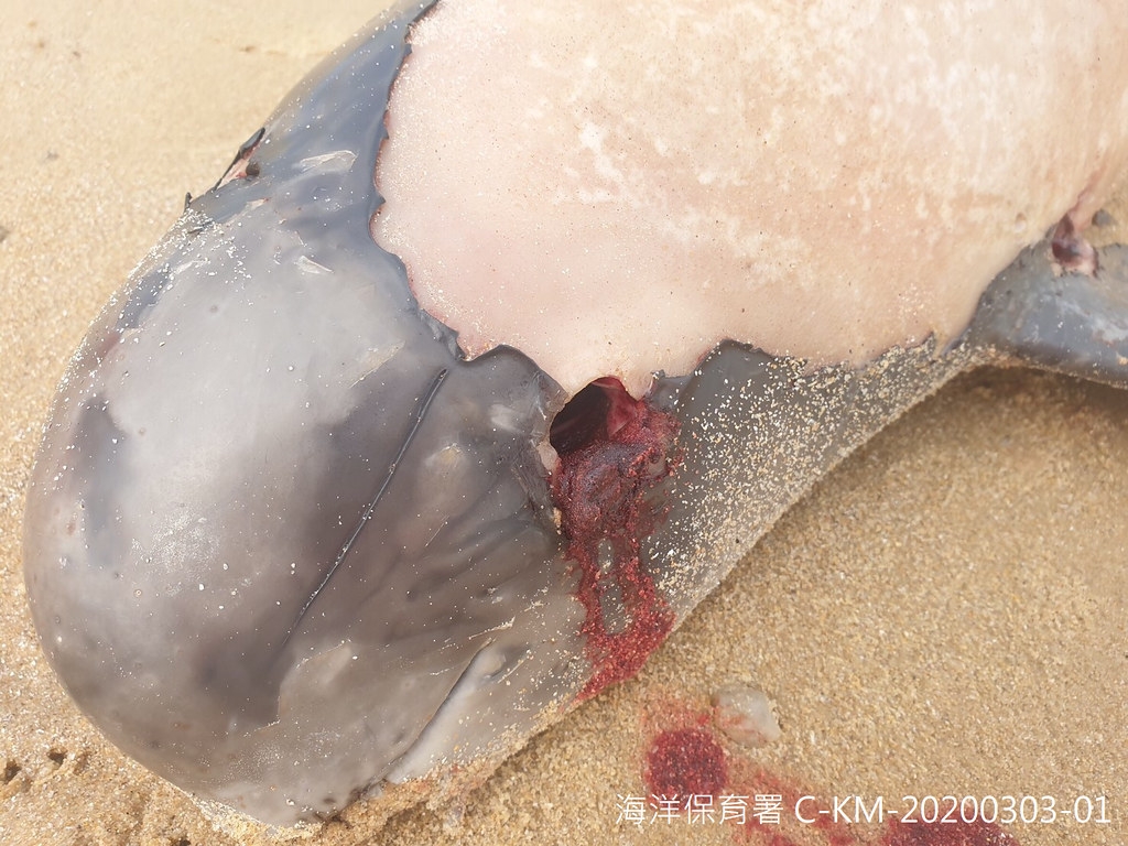 宜蘭蘇澳死亡擱淺的柯氏喙鯨。圖片提供：海保署。